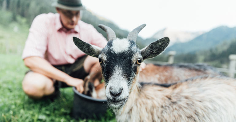 Unlock the power of protein from goat milk